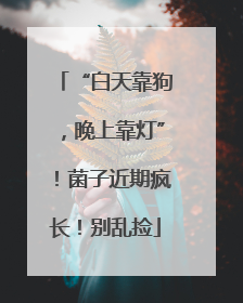 “白天靠狗，晚上靠灯”！菌子近期疯长！别乱捡