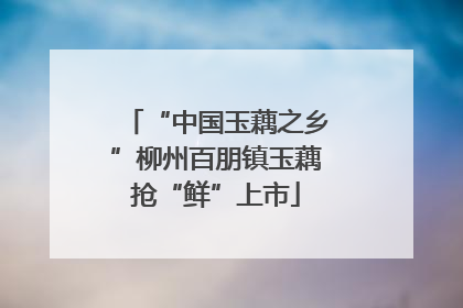 “中国玉藕之乡”柳州百朋镇玉藕抢“鲜”上市