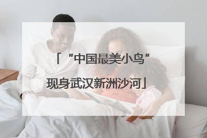 “中国最美小鸟”现身武汉新洲沙河