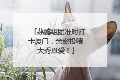 燕鸥组团准时打卡厦门，亲密投喂大秀恩爱！