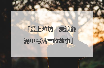 爱上潍坊丨麦浪翻涌里写满丰收故事
