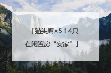 猫头鹰×5！4只在闲置房“安家”