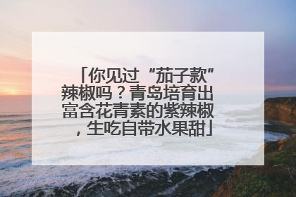 你见过“茄子款”辣椒吗？青岛培育出富含花青素的紫辣椒，生吃自带水果甜