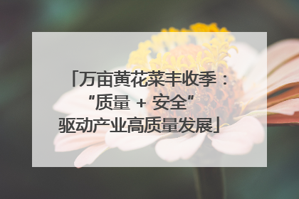 万亩黄花菜丰收季：“质量 + 安全” 驱动产业高质量发展