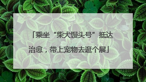 乘坐“柴犬馒头号”抵达治愈，带上宠物去逛个展