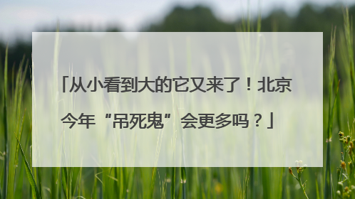 从小看到大的它又来了！北京今年“吊死鬼”会更多吗？