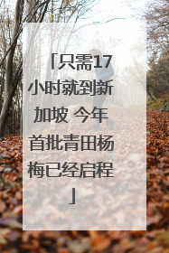 只需17小时就到新加坡 今年首批青田杨梅已经启程