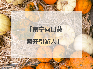 南宁向日葵盛开引游人