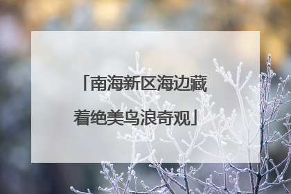 南海新区海边藏着绝美鸟浪奇观