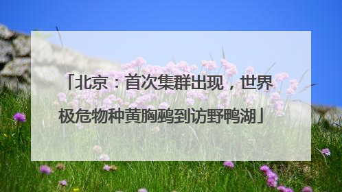 北京：首次集群出现，世界极危物种黄胸鹀到访野鸭湖