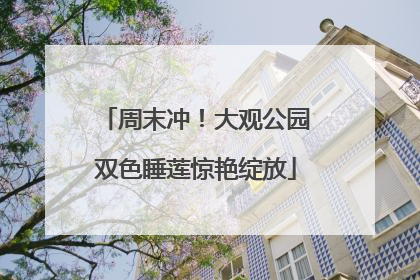 周末冲！大观公园双色睡莲惊艳绽放