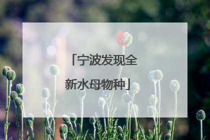 宁波发现全新水母物种