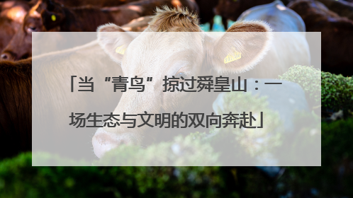 当“青鸟”掠过舜皇山：一场生态与文明的双向奔赴