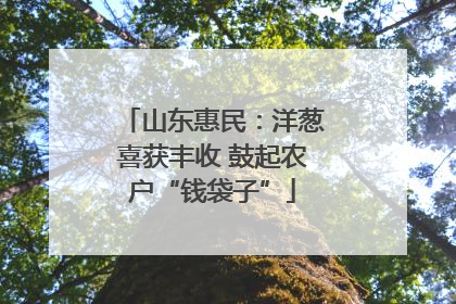 山东惠民：洋葱喜获丰收 鼓起农户“钱袋子”