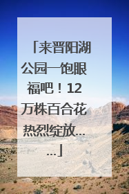 来晋阳湖公园一饱眼福吧！12万株百合花热烈绽放……