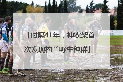 时隔41年，神农架首次发现杓兰野生种群