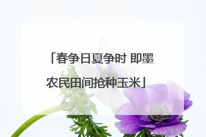 春争日夏争时 即墨农民田间抢种玉米