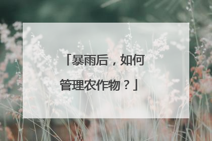 暴雨后，如何管理农作物？