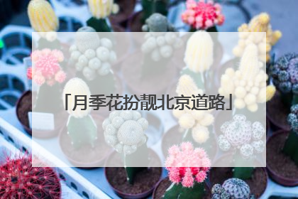 月季花扮靓北京道路