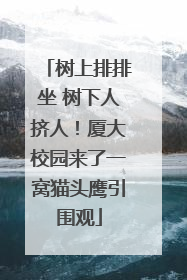 树上排排坐 树下人挤人！厦大校园来了一窝猫头鹰引围观