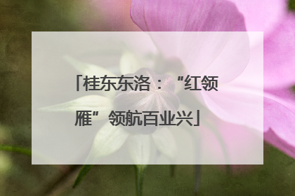 桂东东洛：“红领雁”领航百业兴