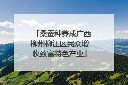 桑蚕种养成广西柳州柳江区民众增收致富特色产业