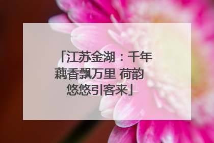 江苏金湖：千年藕香飘万里 荷韵悠悠引客来