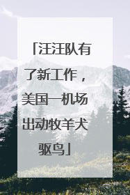 汪汪队有了新工作，美国一机场出动牧羊犬驱鸟