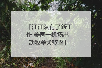 汪汪队有了新工作 美国一机场出动牧羊犬驱鸟