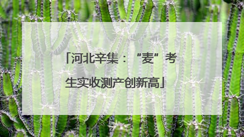 河北辛集：“麦”考生实收测产创新高