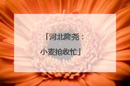 河北隆尧：小麦抢收忙