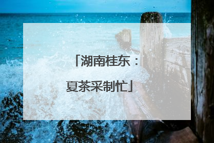 湖南桂东：夏茶采制忙
