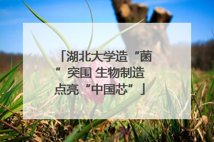 湖北大学造“菌”突围 生物制造点亮“中国芯”