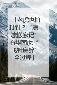 老虎也怕打针？“凛凛搬家记”看华南虎“飞针麻醉”全过程