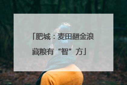 肥城：麦田翻金浪藏粮有“智”方