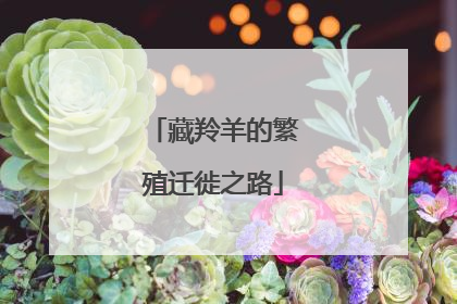 藏羚羊的繁殖迁徙之路