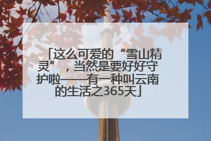 这么可爱的“雪山精灵”，当然是要好好守护啦——有一种叫云南的生活之365天