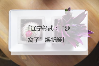 辽宁彰武：“沙窝子”焕新颜