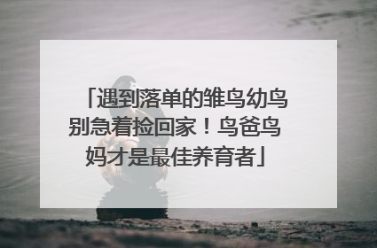 遇到落单的雏鸟幼鸟别急着捡回家！鸟爸鸟妈才是最佳养育者