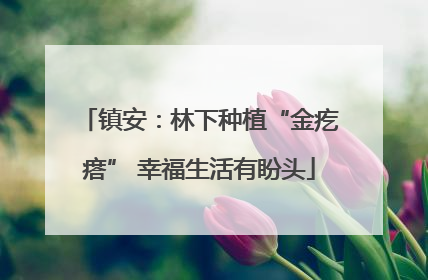 镇安：林下种植“金疙瘩” 幸福生活有盼头