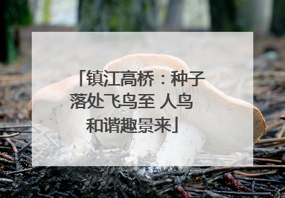 镇江高桥：种子落处飞鸟至 人鸟和谐趣景来