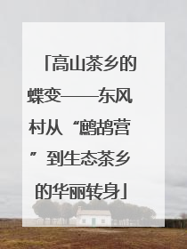 高山茶乡的蝶变——东风村从“鹧鸪营”到生态茶乡的华丽转身