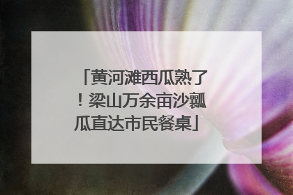 黄河滩西瓜熟了！梁山万余亩沙瓤瓜直达市民餐桌