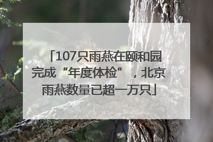 107只雨燕在颐和园完成“年度体检”，北京雨燕数量已超一万只